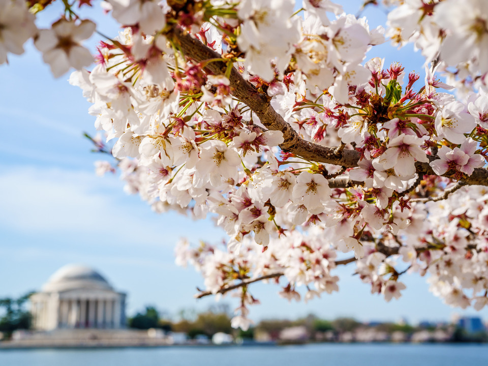 Cherry Blossoms and Jefferson Memorial