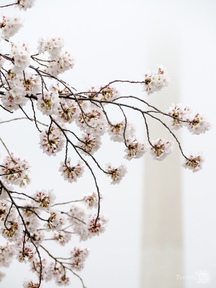Cherry Blossoms Framing Washington Monument