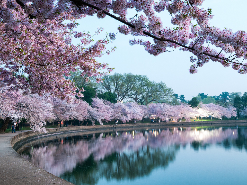 Cherry Blossoms in Predawn Light, Washington DC
