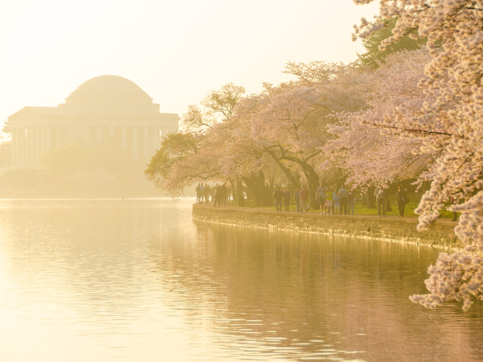 Cherry Blossoms in Hazy Golden Morning Light