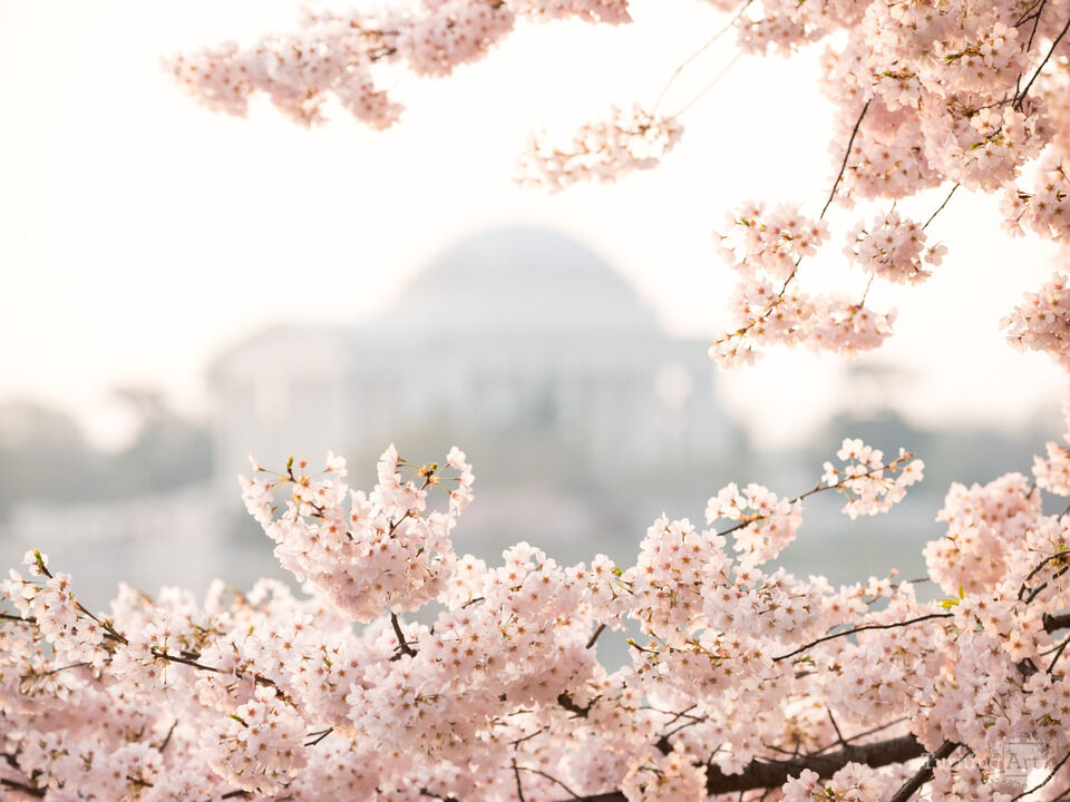 Cherry Blossoms, Jefferson Memorial, Washington DC