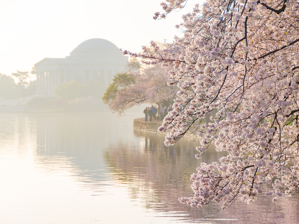Morning Cherry Blossoms and Jefferson Memorial