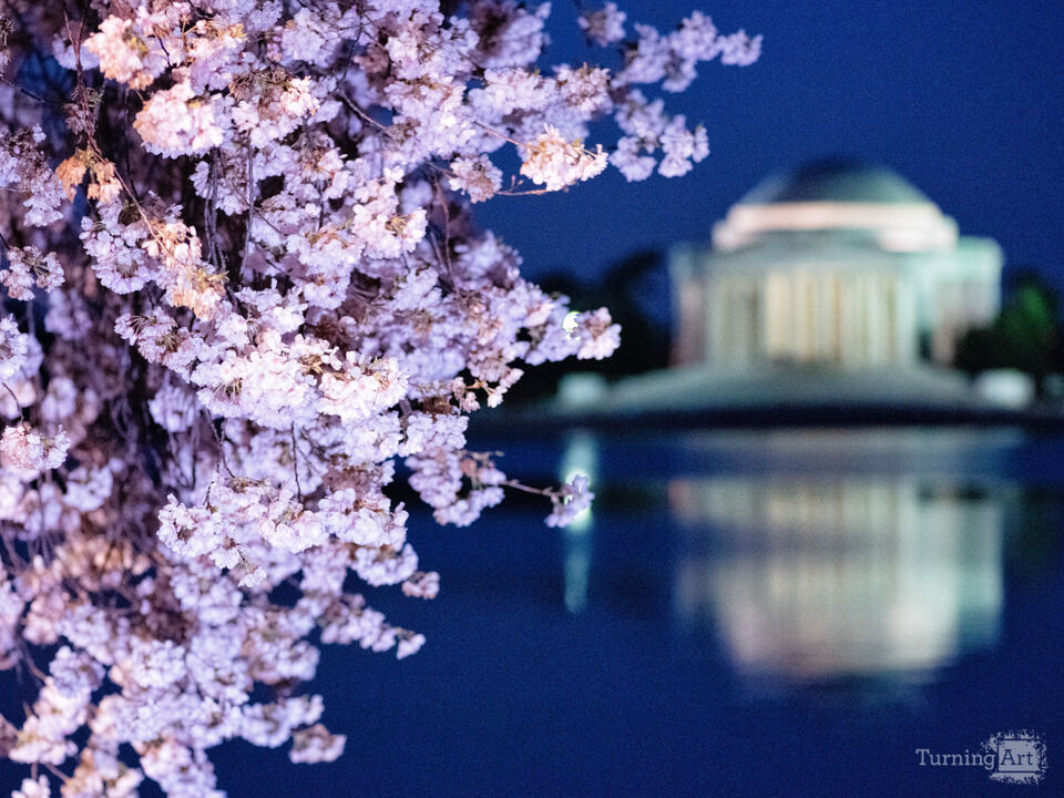 Cherry Blossoms and Jefferson Memorial at Night