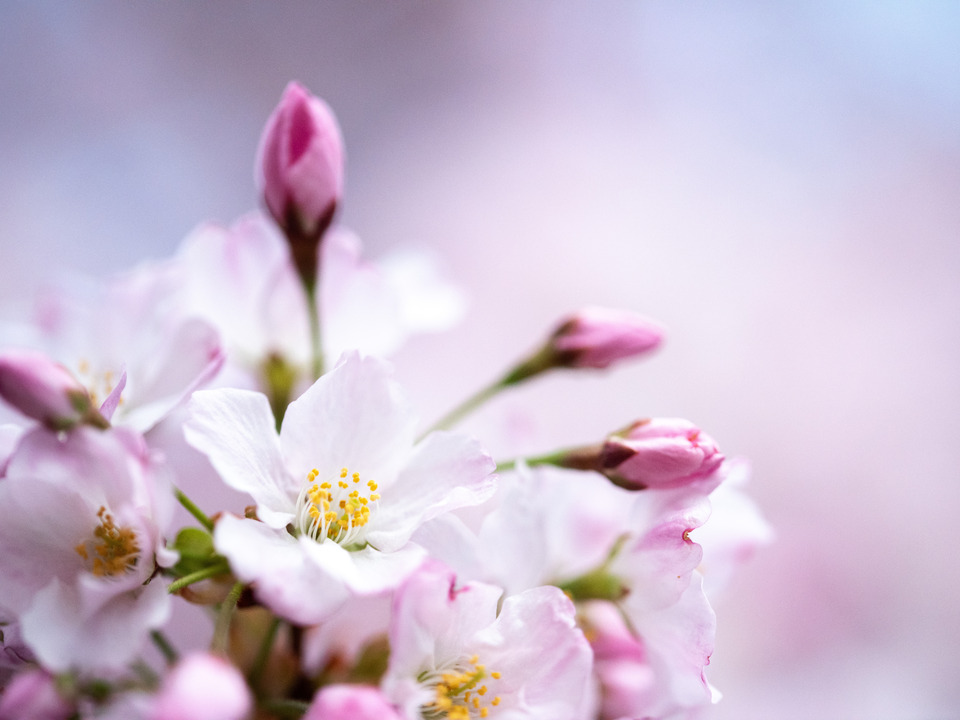 Cherry Blossom Detail, Washington DC