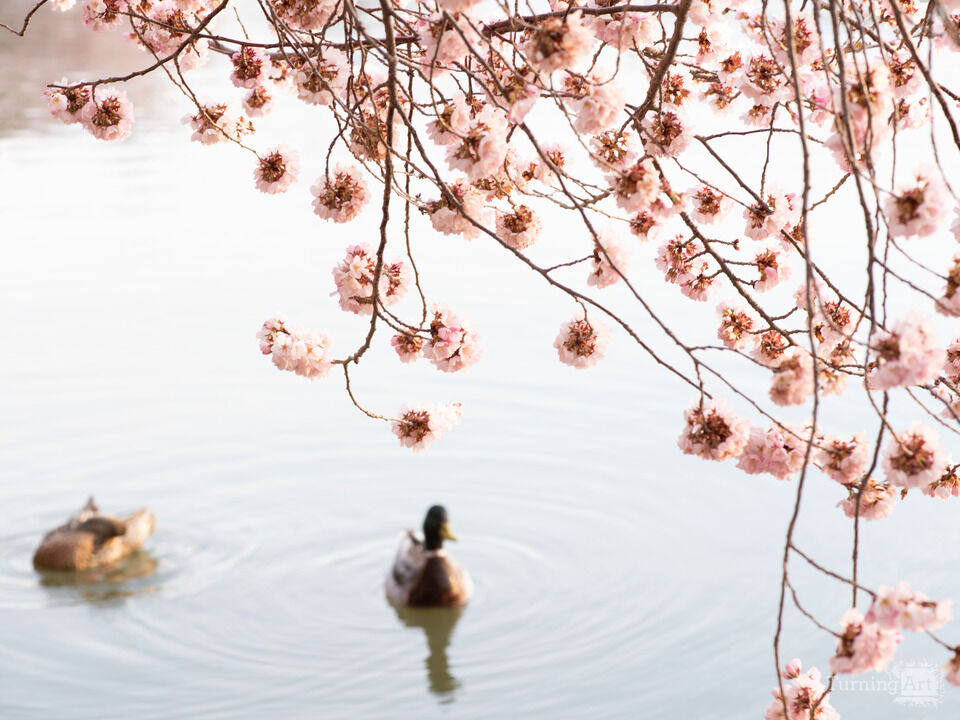 Ducks Under Cherry Blossoms, Washington DC