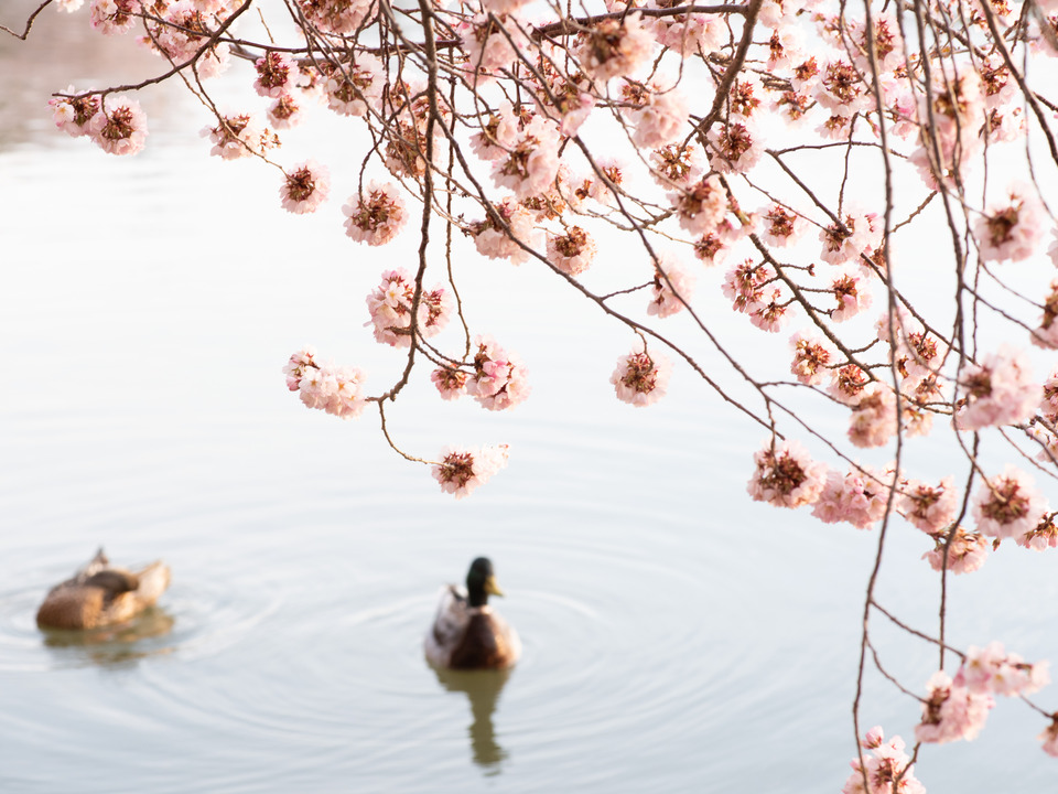 Ducks Under Cherry Blossoms, Washington DC