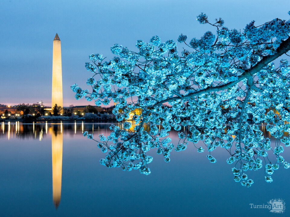 Cherry Blossoms and Washington Monument Predawn
