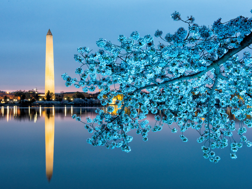 Cherry Blossoms and Washington Monument Predawn
