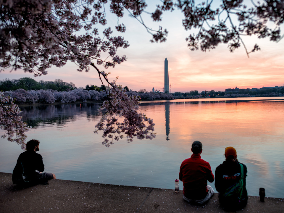 Morning Cherry Blossoms, Washington DC
