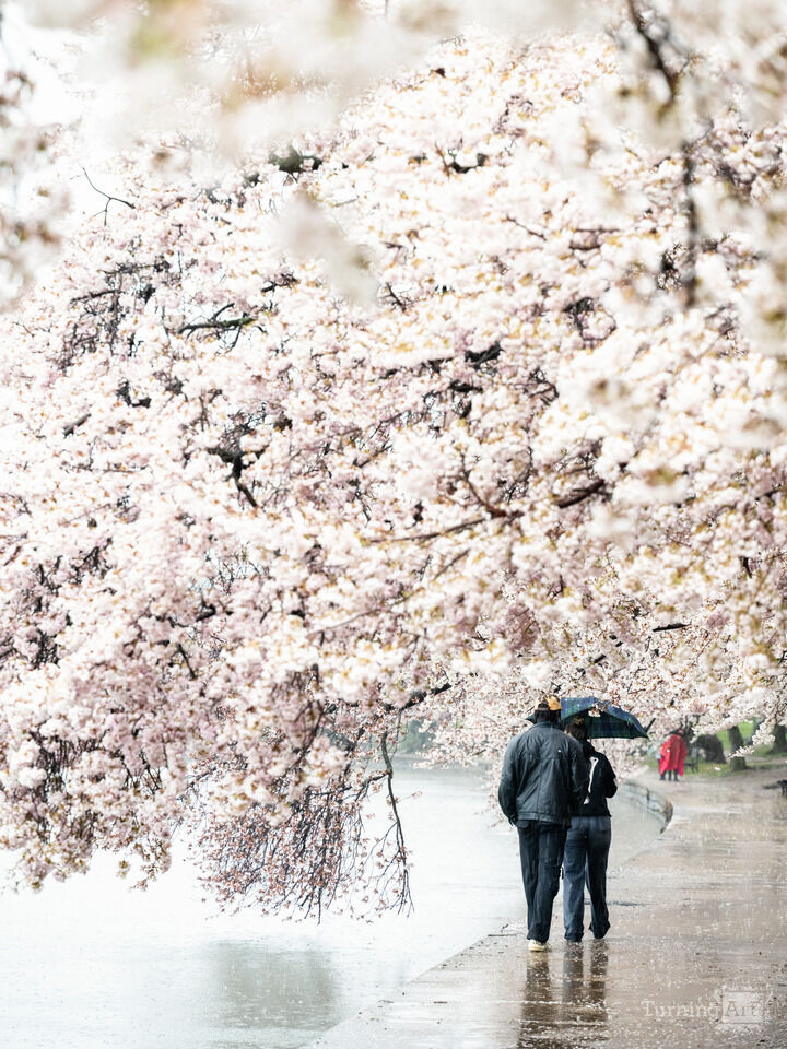 Cherry Blossoms in the Rain, Washington Dc