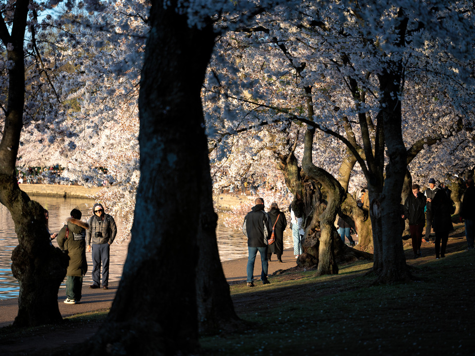 Morning at the Cherry Blossoms, Washington DC