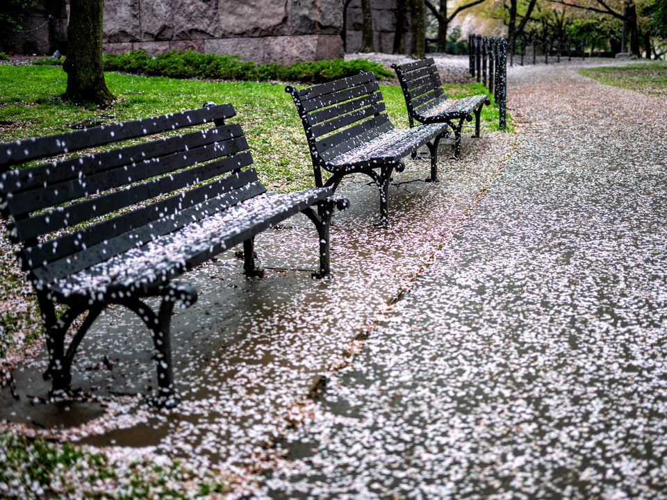 Cherry Blossom Snow on Benches, Washington DC