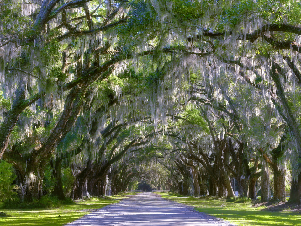 Wormsloe