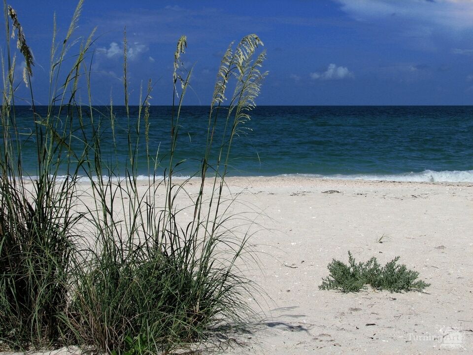 Casey Key Sea Oats
