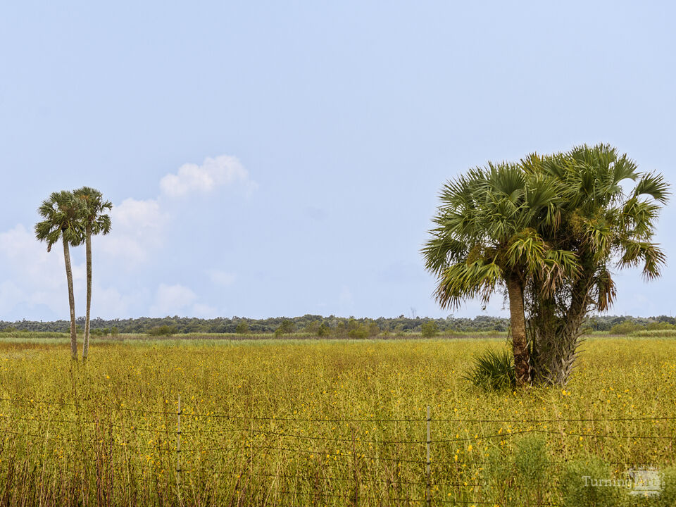 Palm trees amongst swamp sunflowers