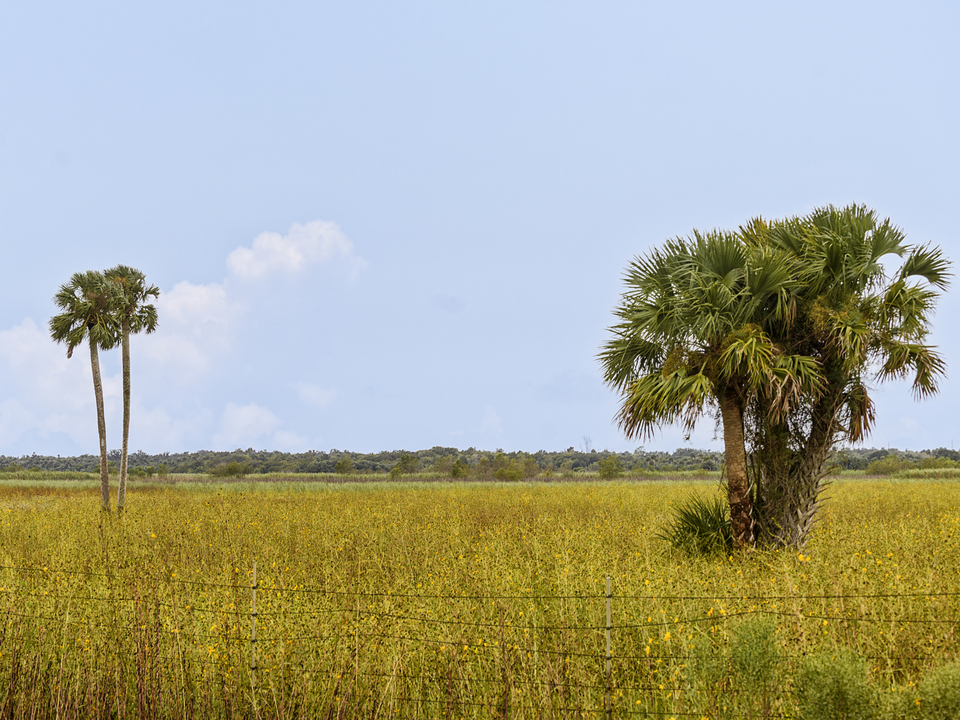 Palm trees amongst swamp sunflowers
