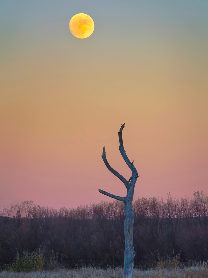 Full moon over Bosque del Apache 