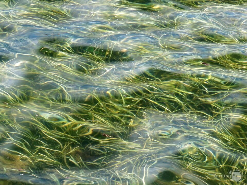 Sea Grass