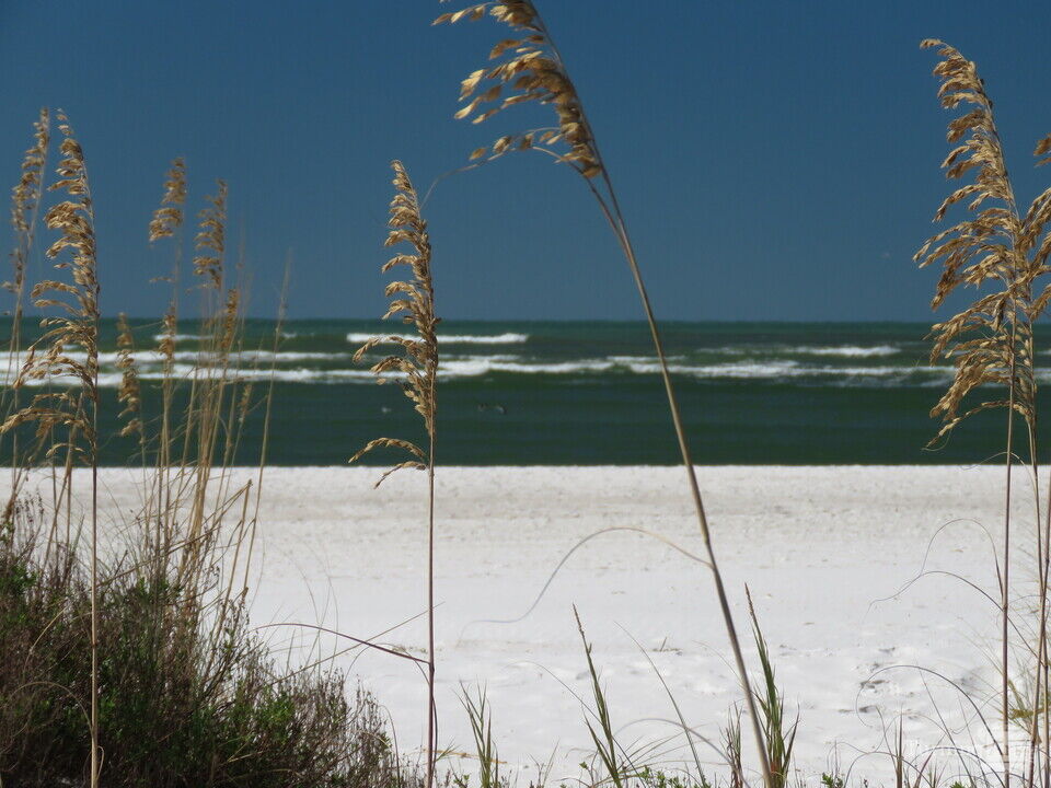 Sea Oats