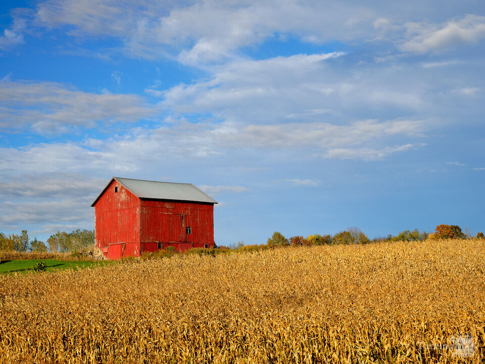 Red Barn, Yellow Corn Stalks
