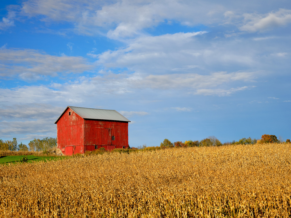 Red Barn, Yellow Corn Stalks