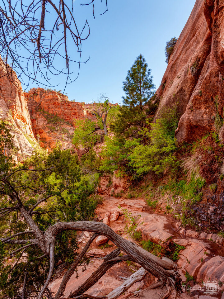 Where Roots Find Their Way