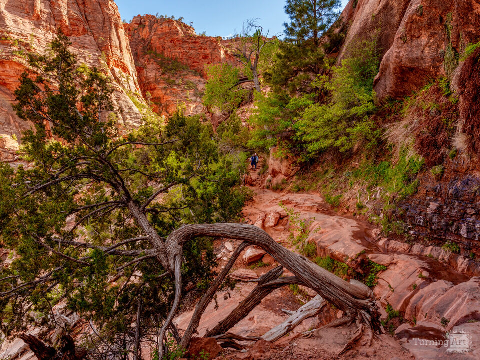 Rooted In Strength At Zion