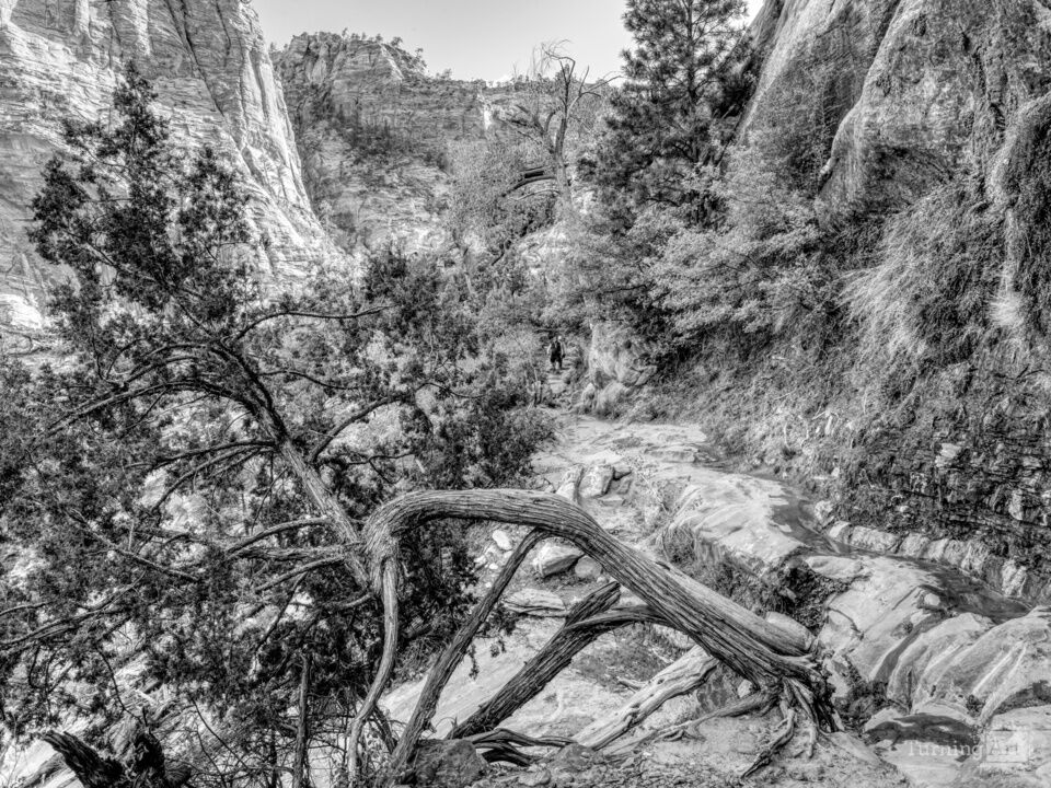 Rooted In Strength At Zion Grayscale