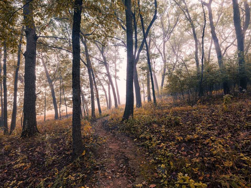 Delafield Trail Morning Mist