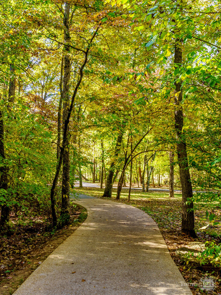 Golden Pathway Through The Ozarks