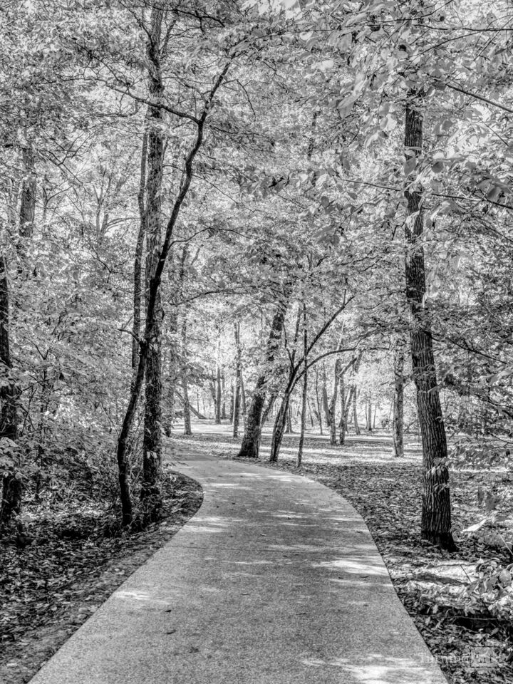 Pathway Through The Ozarks Grayscale