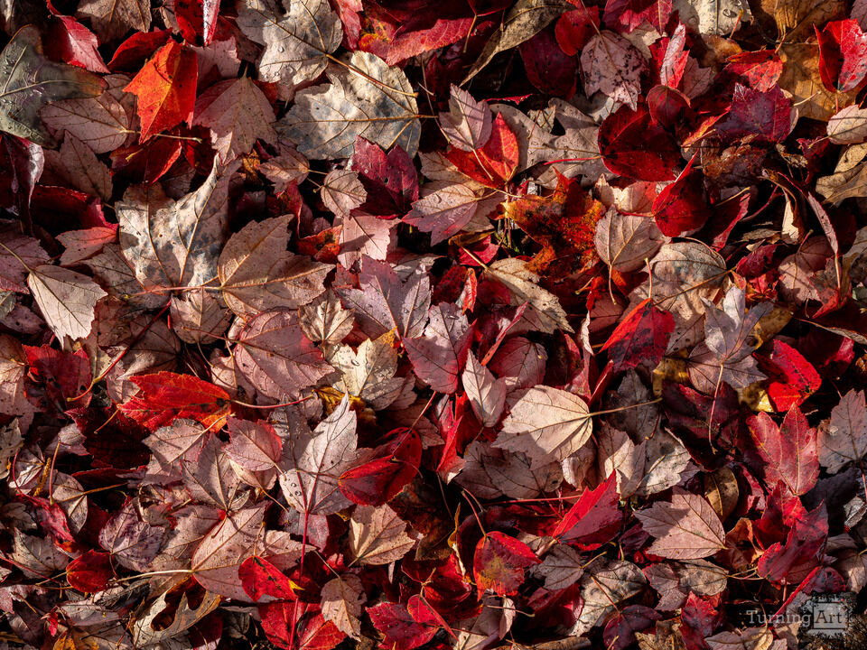A Carpet of Red Autumn Leaves