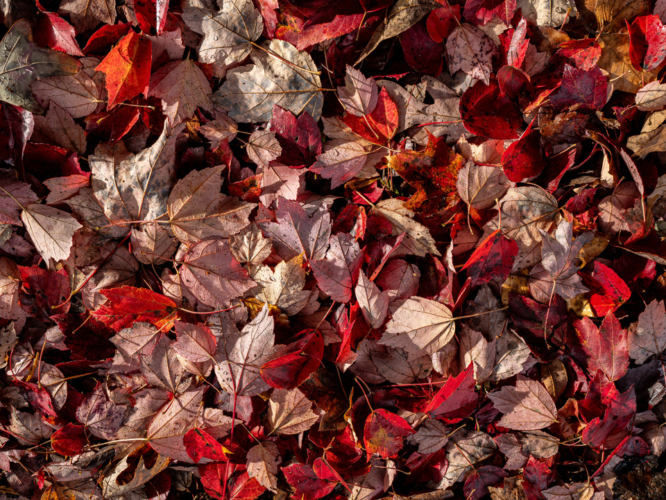 A Carpet of Red Autumn Leaves