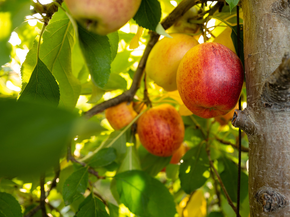 Delicious Red Apples in an Orchard