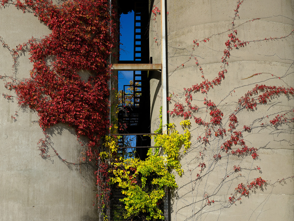 Colorful Vines on Old Storage Tanks