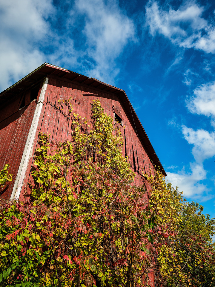 Red Barn covered in Green and Yellow Vines