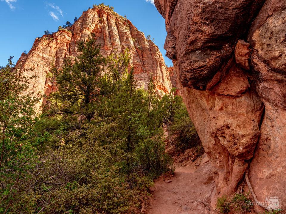 A Pathway Through Zion Red Cliffs