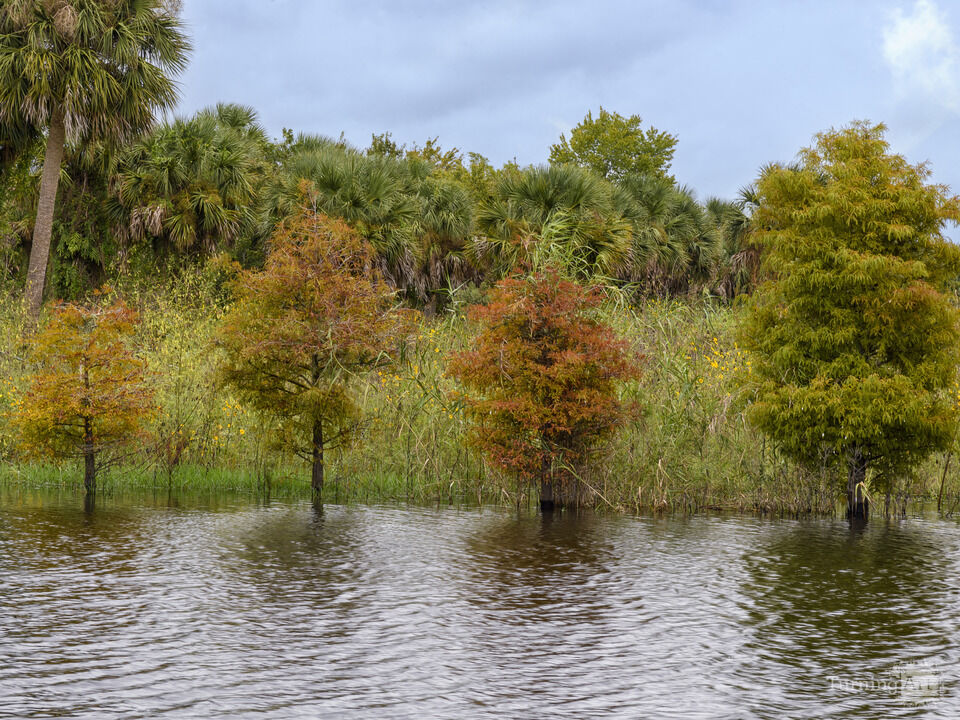 Autumn colors with palm trees