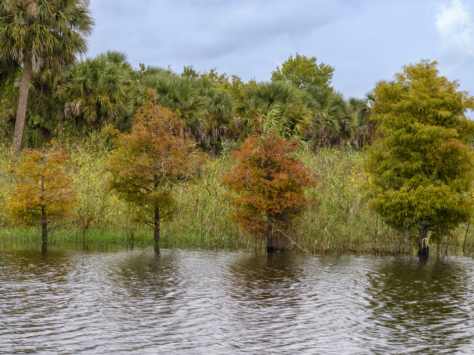 Autumn colors with palm trees