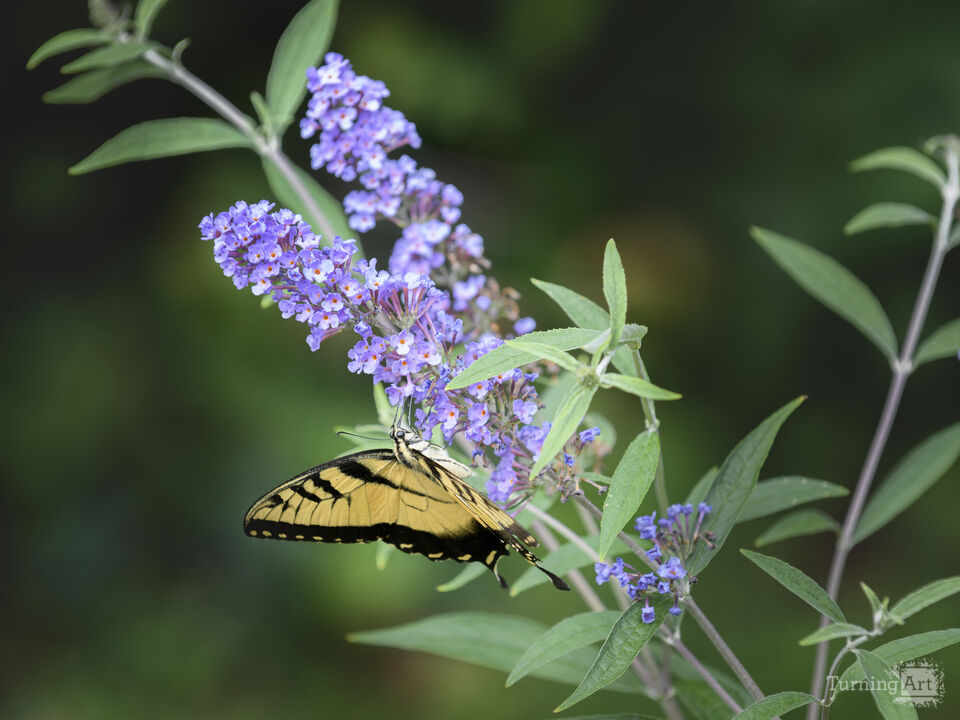 Eastern tiger swallowtail