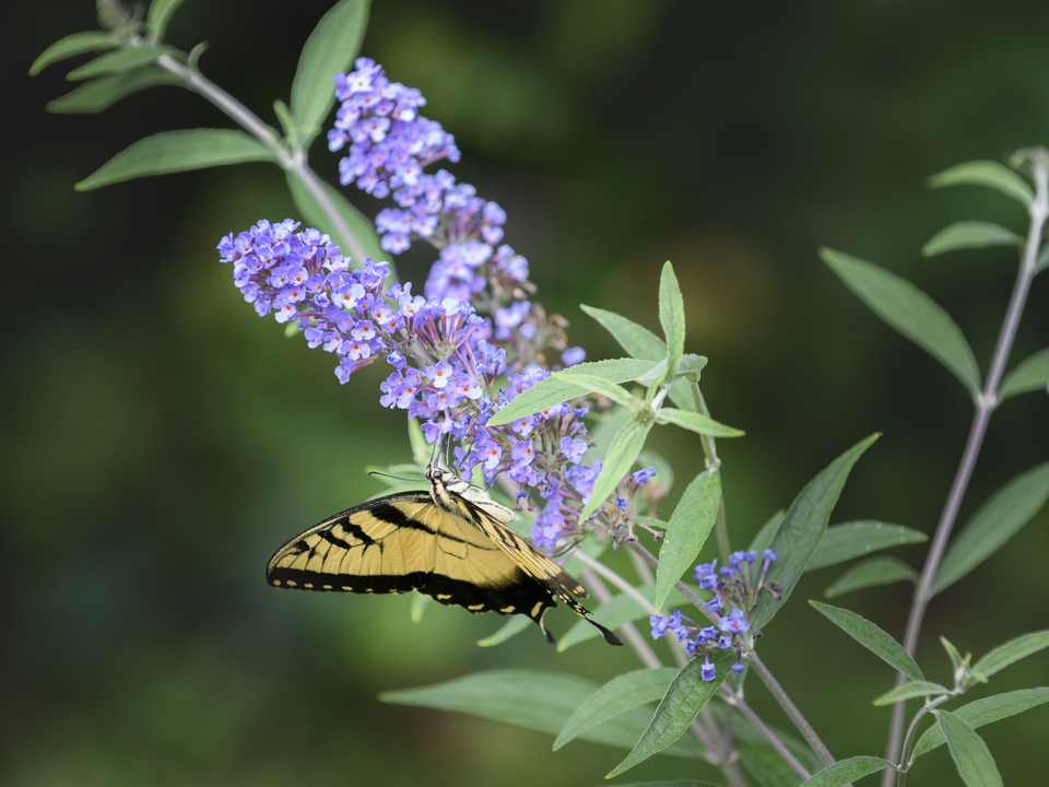 Eastern tiger swallowtail