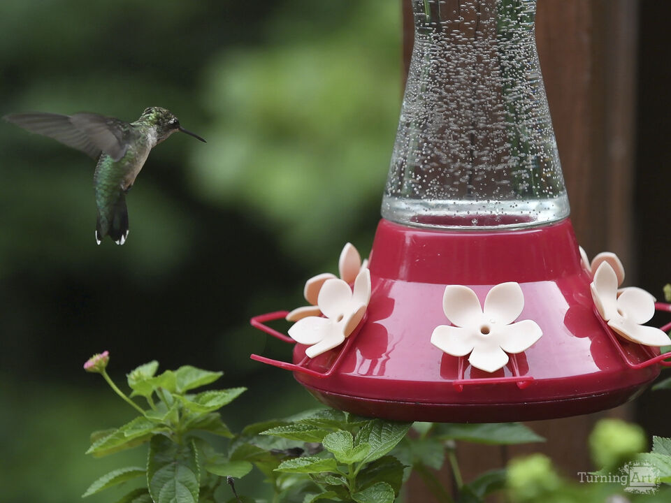 Hummingbird flying into feeder