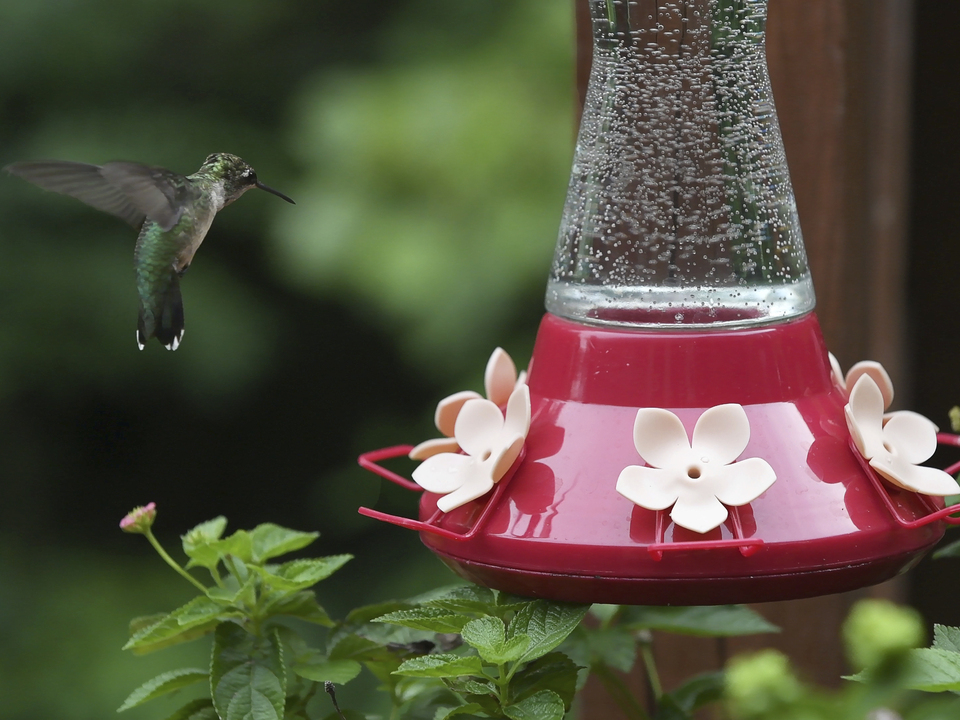 Hummingbird flying into feeder
