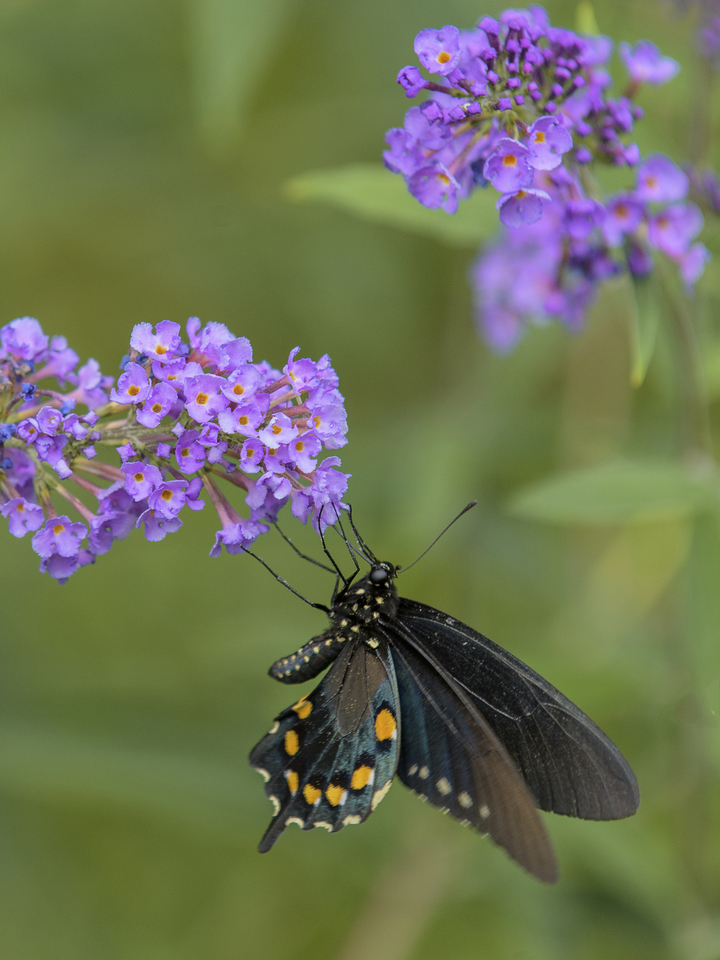 Spicebush swallowtail feeding