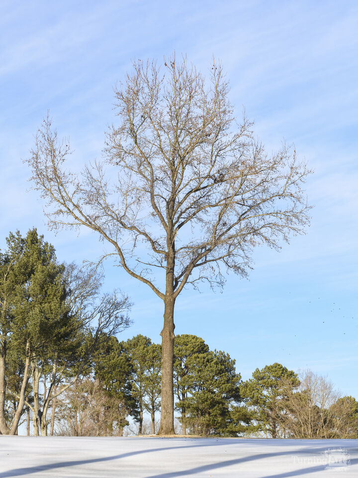 Bare tree in winter snow