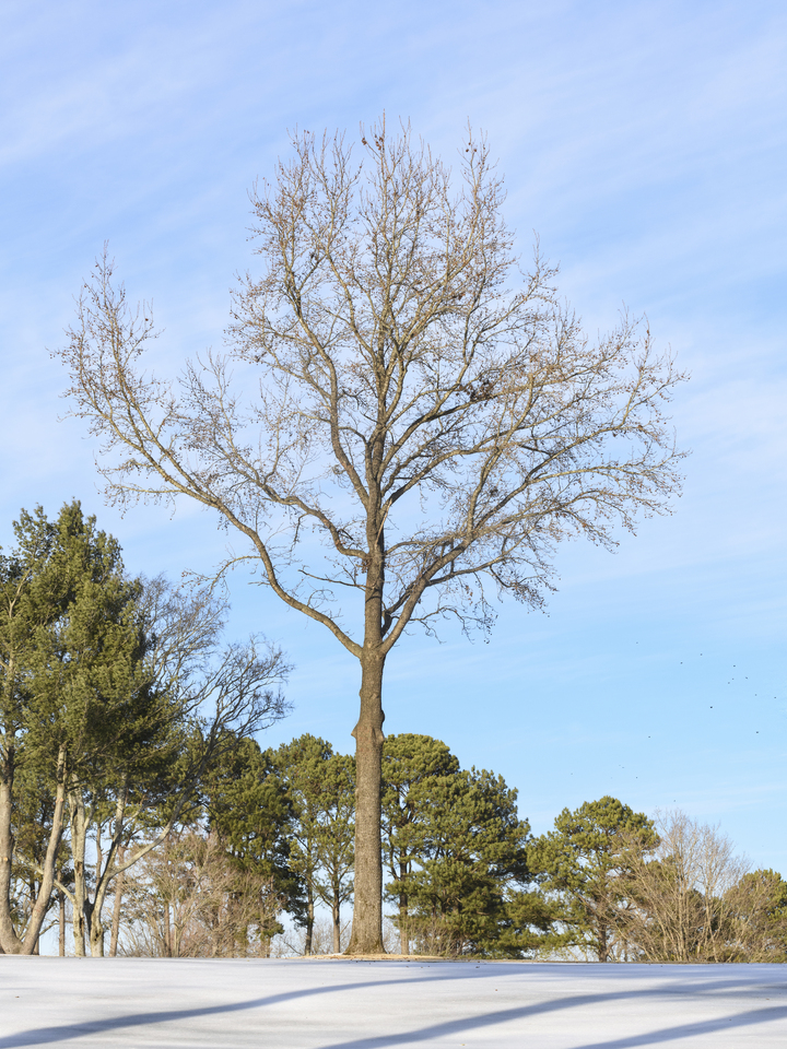 Bare tree in winter snow