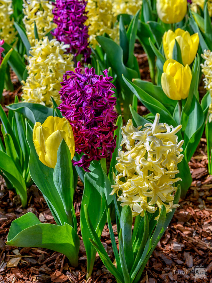 Hyacinths and tulips in bloom