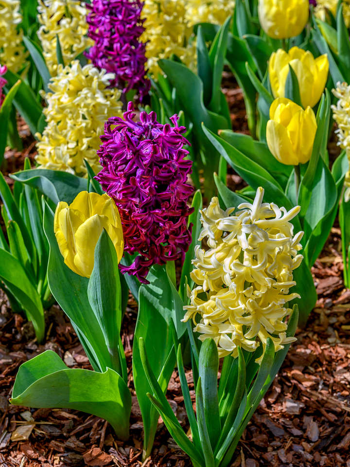 Hyacinths and tulips in bloom