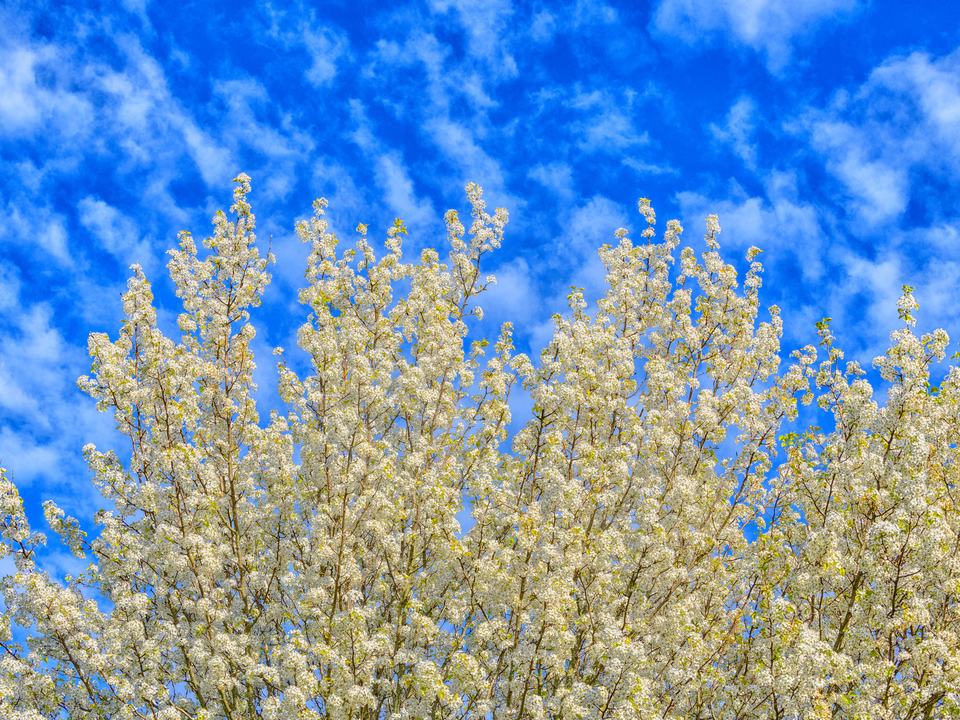 Bradford Pear tree in bloom