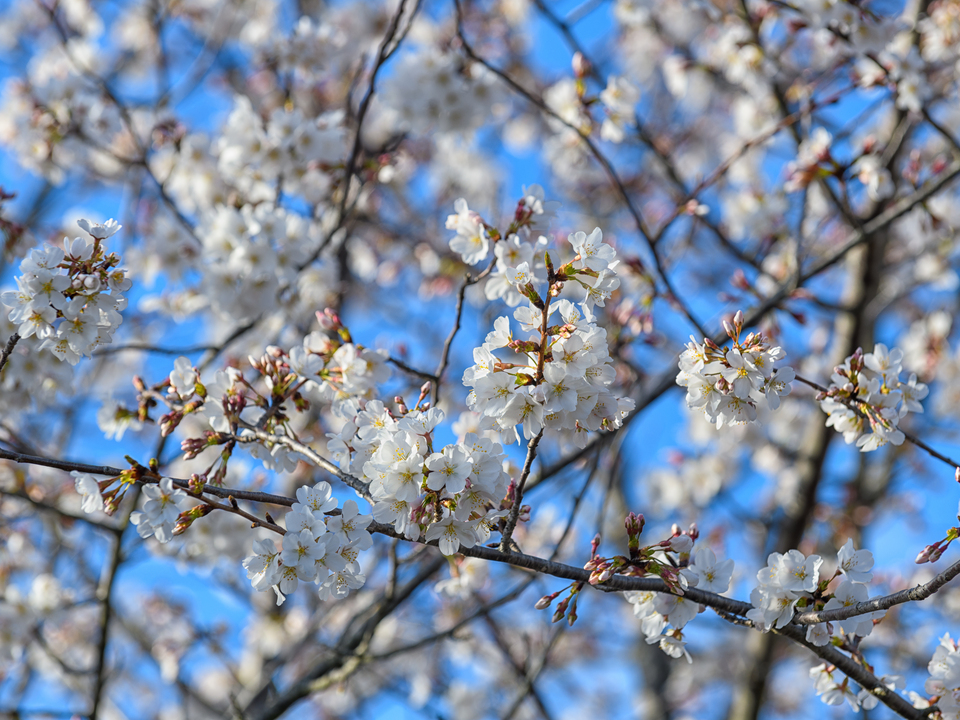 Cherry blossoms in bloom
